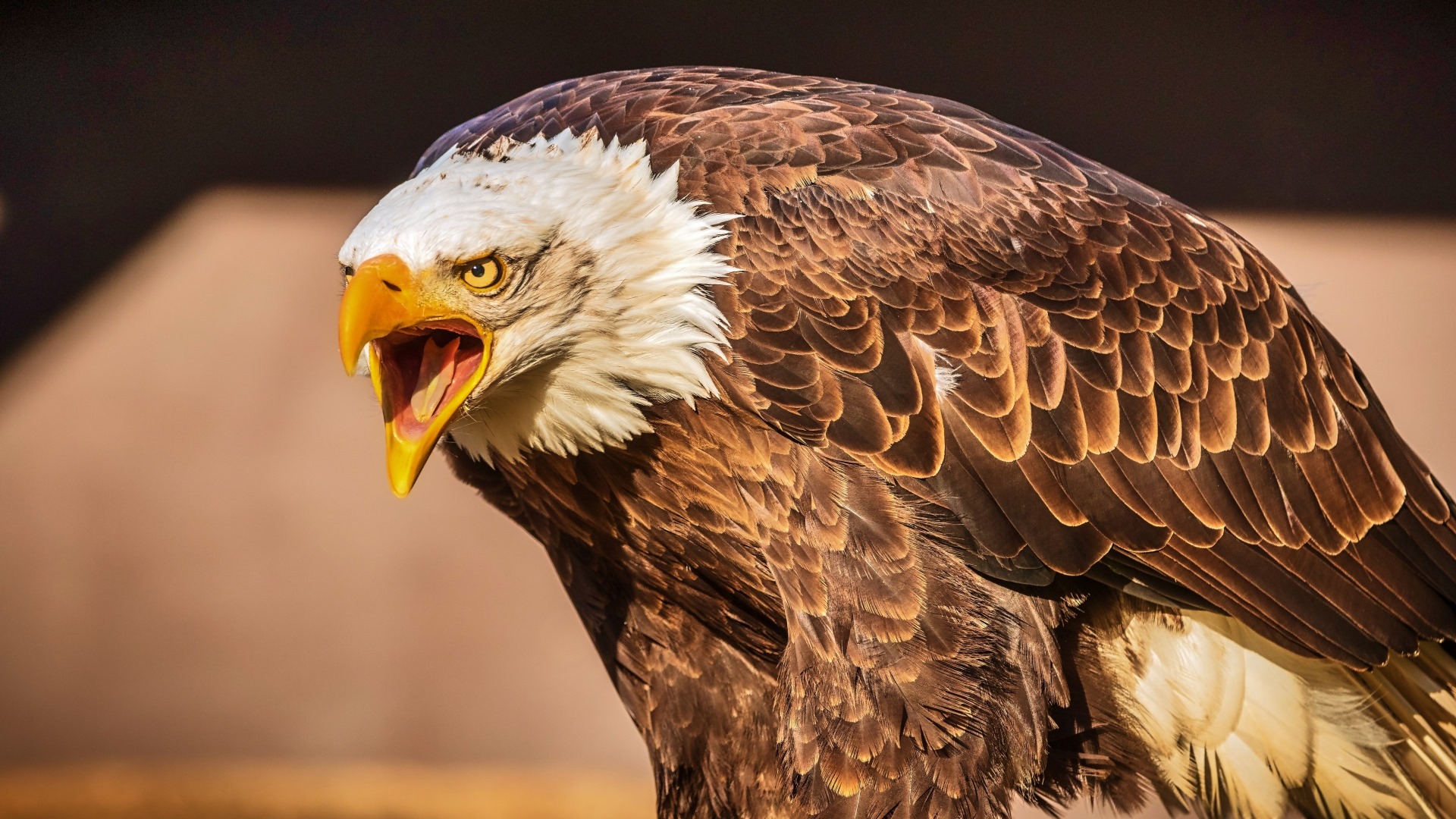 Adler & Bartholomew Five Cross Cultural Competencies