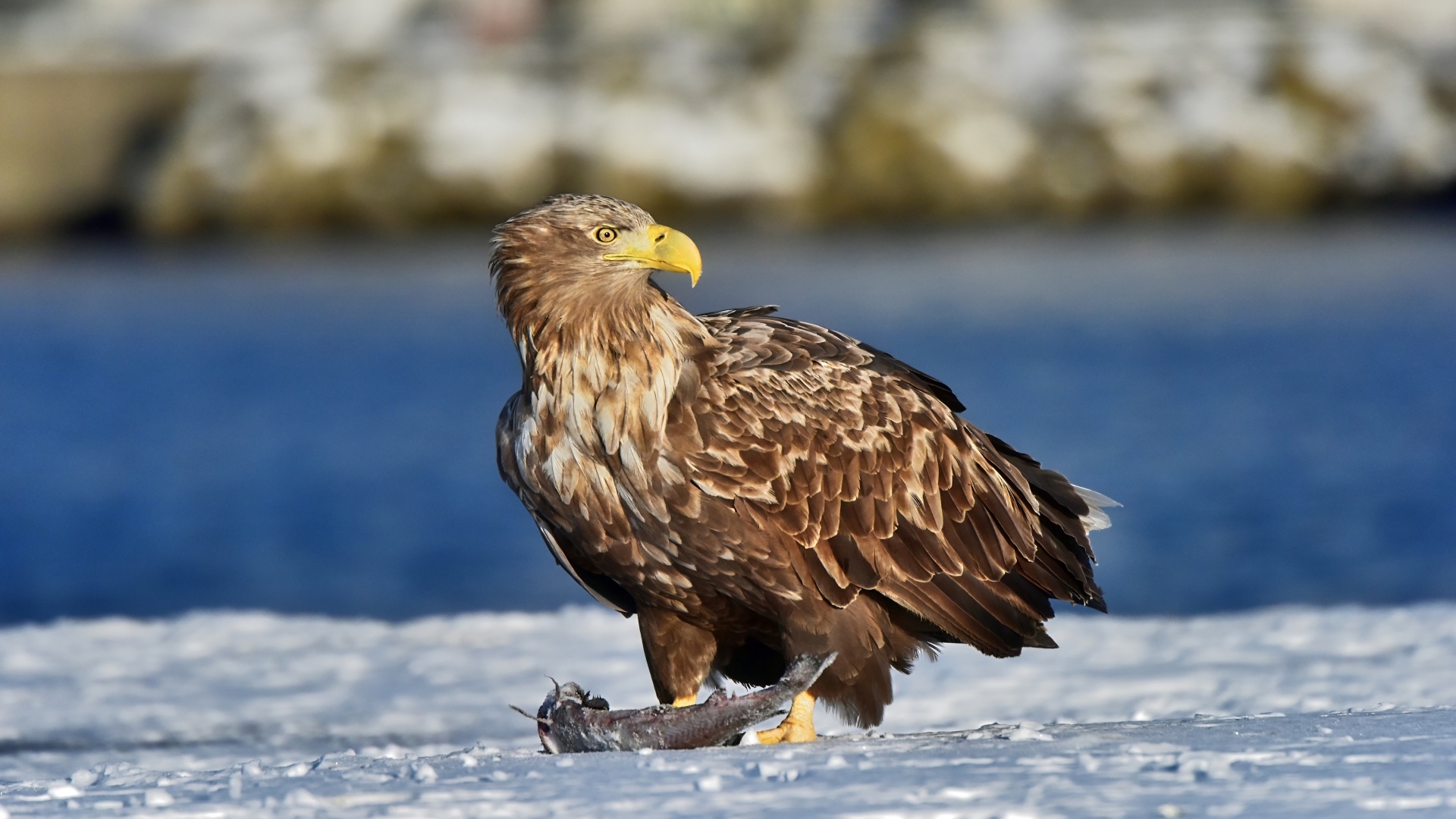 Adler & Bartholomew Five Cross Cultural Competencies