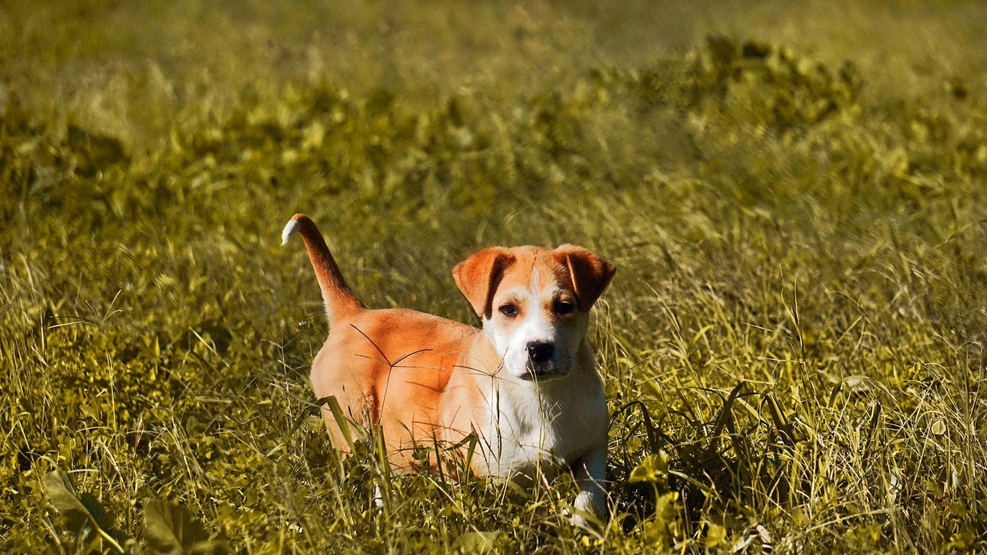 Die 10 Süßesten Hundewelpen Der Welt