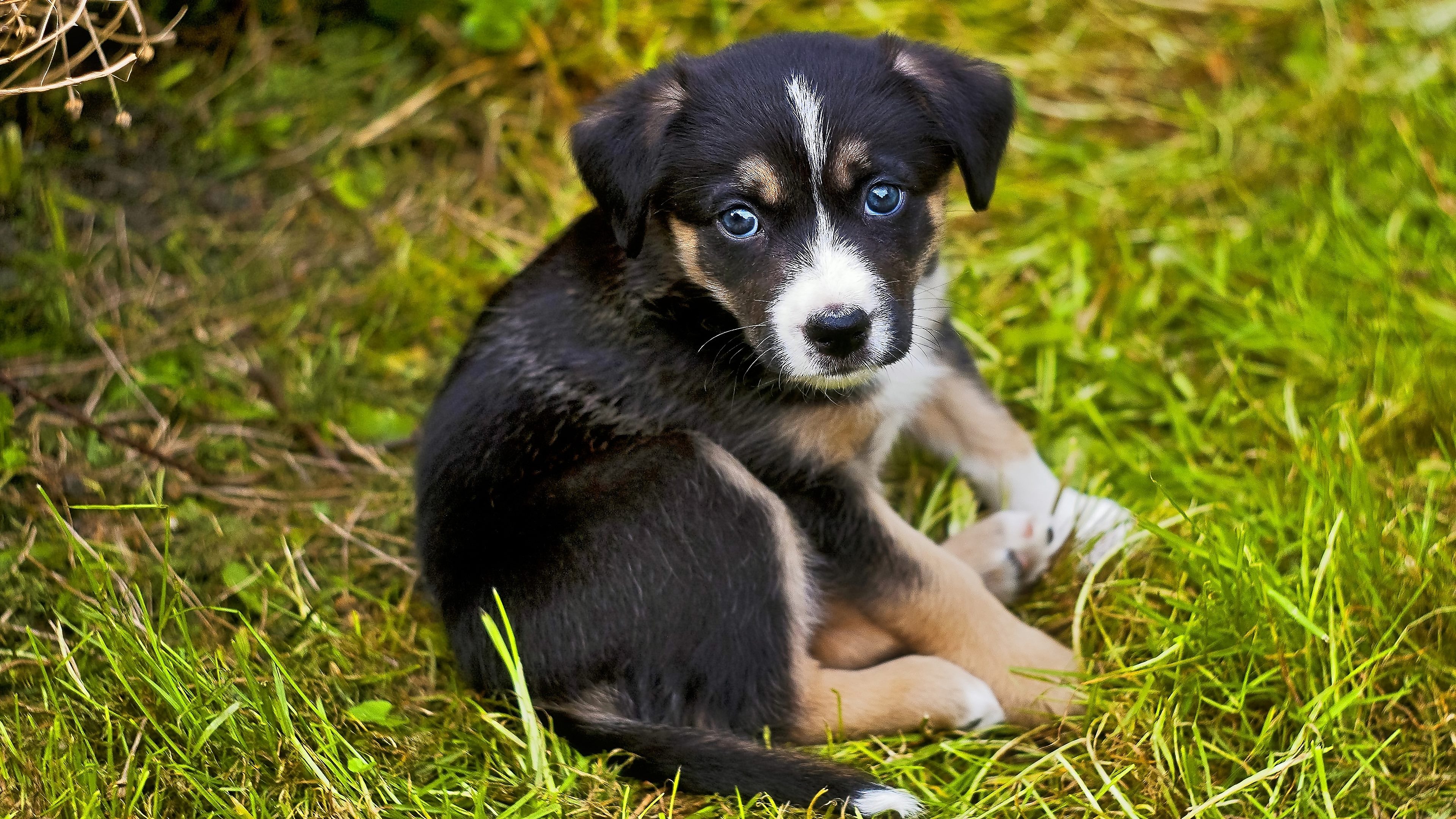 Hundebabys Hintergrundbilder 4k Hundebabys Hintergrundbilder 4k