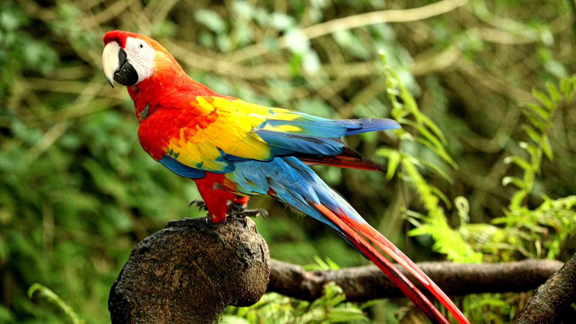 Papageien Bilder HD Kostenlos
