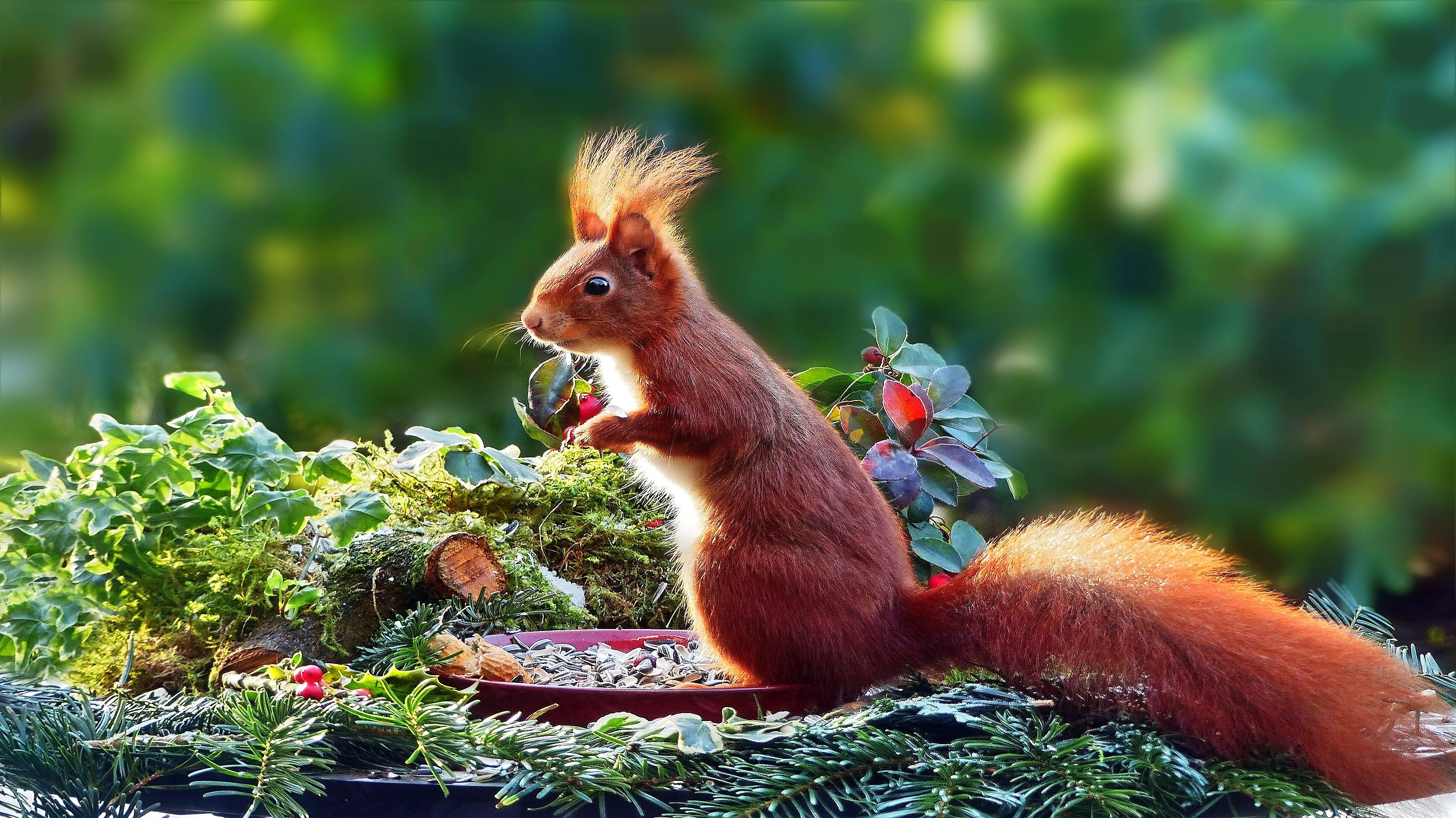 Wallpaper Winter Tiere Wallpaper Winter Tiere